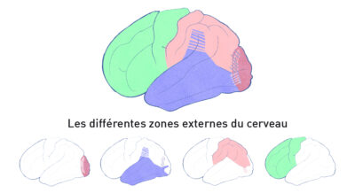 Emotions - illustration - cerveau - zones externes