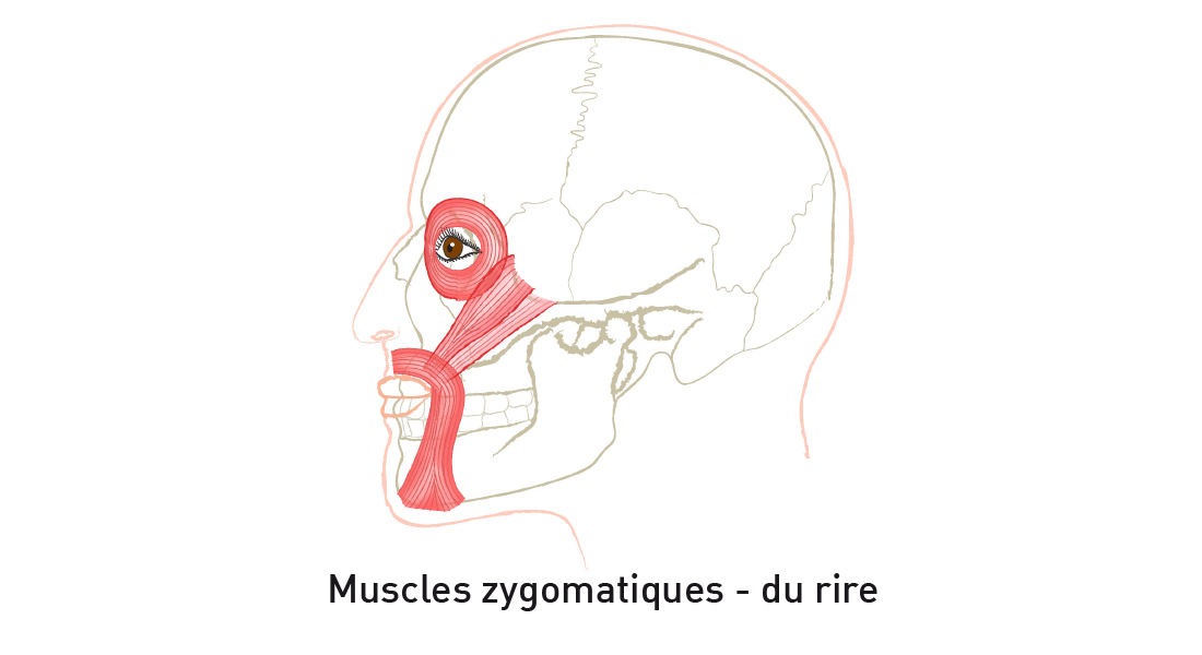 Emotions - illustration - muscles zygomatiques